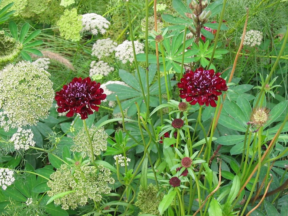 Plantenfiche-Scabiosa-Chile-Black-