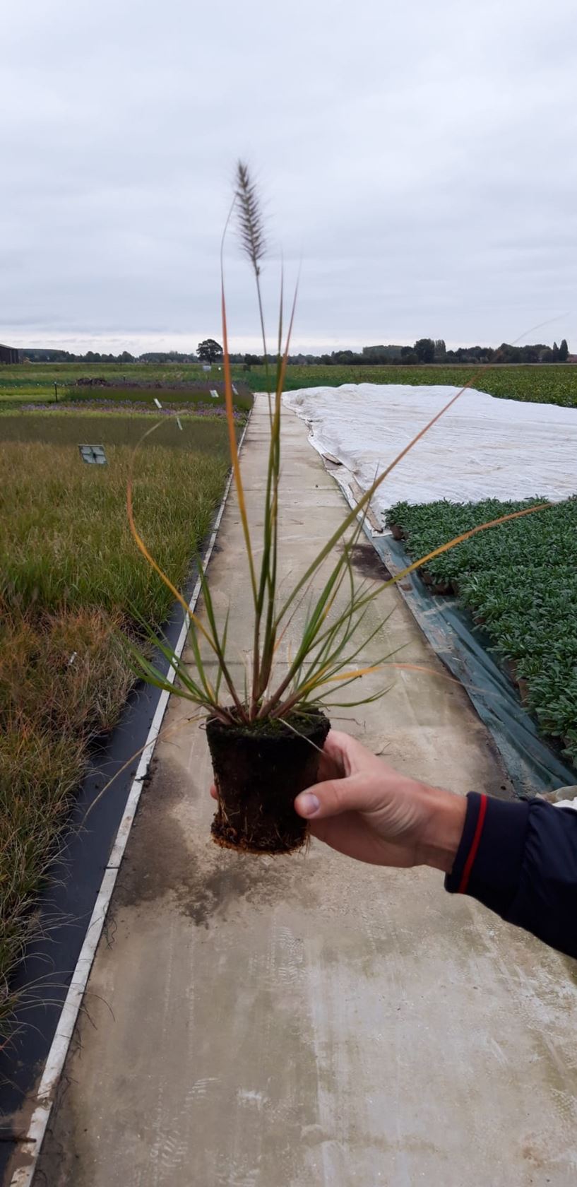 Pennisetum alopecuroides 'Hameln' - biopot ø8 cm