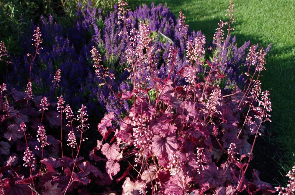 Plantenfiche-Heuchera-Berry-Smoothie-