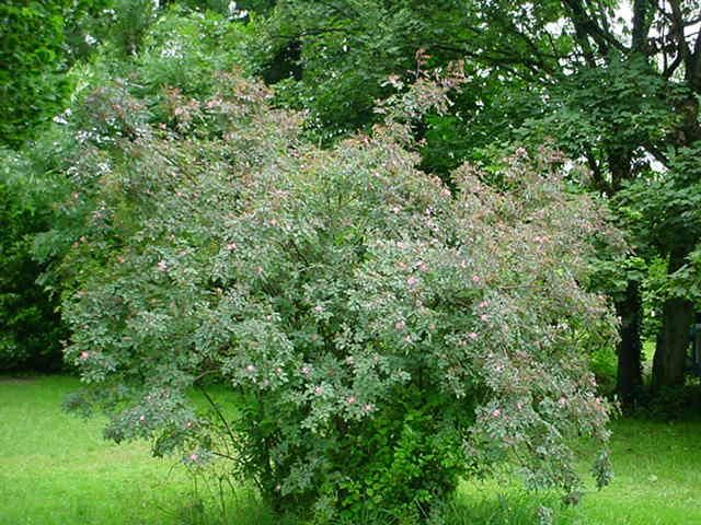 Plantenfiche-Rosa-glauca