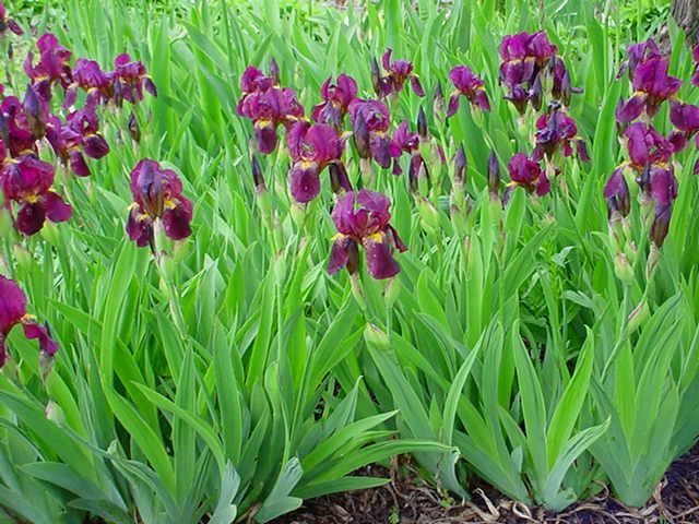 Plantenfiche-Iris-Red-Orchid-