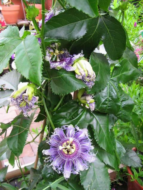 Plantenfiche-Passiflora-edulis