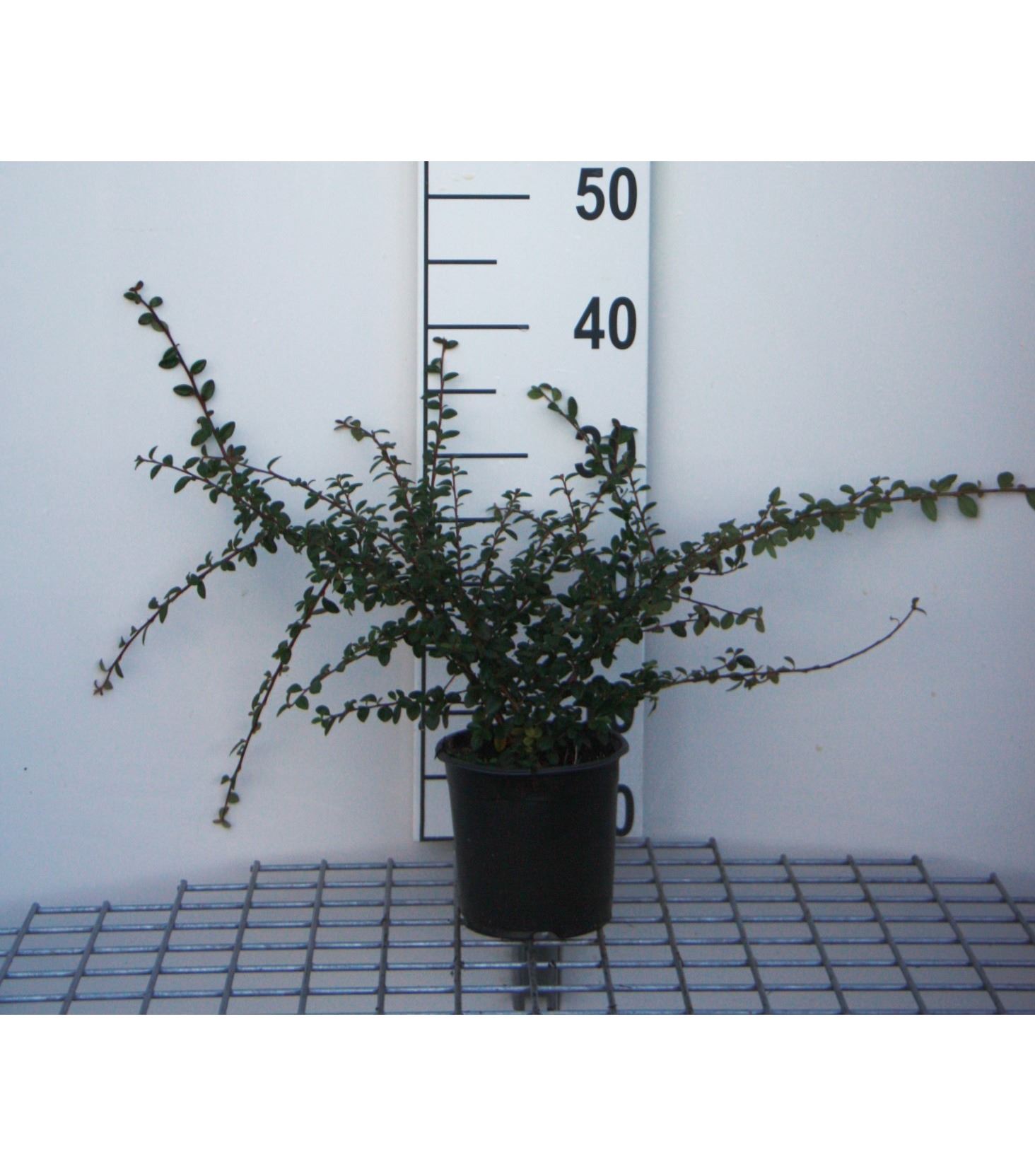 Cotoneaster x suecicus 'Skogholm' - pot 1,3L - 30-40 cm