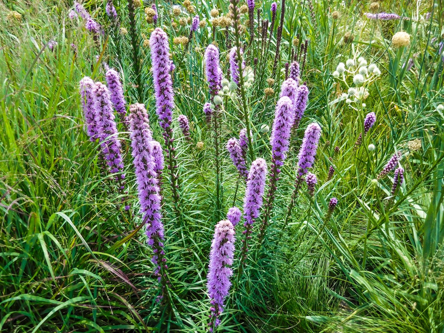Plantenfiche-Liatris-spicata