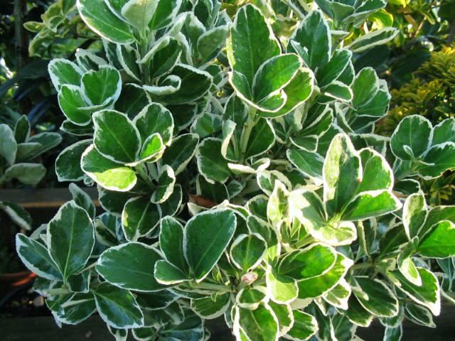 Plantenfiche-Euonymus-japonicus-Kathy-