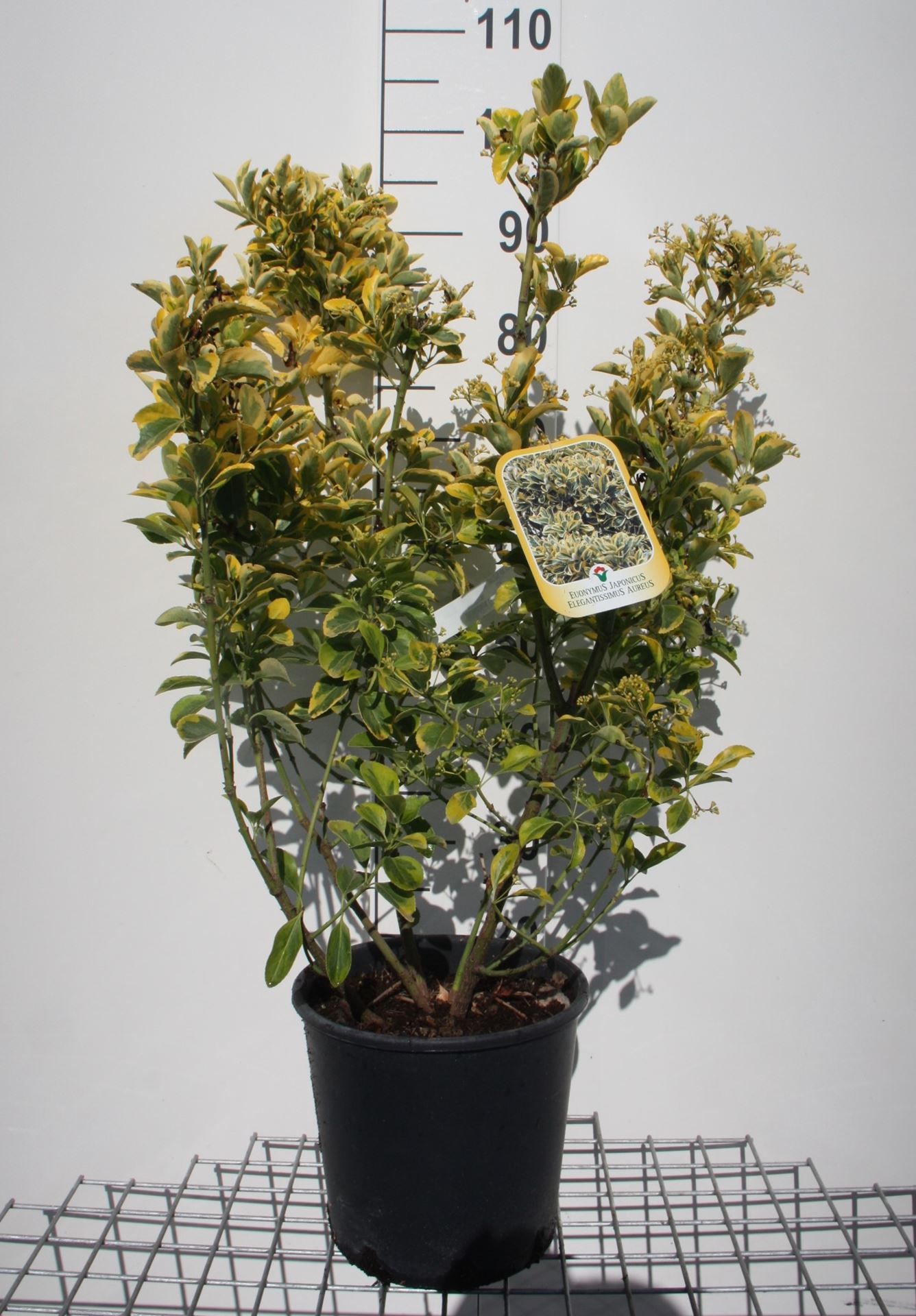 Euonymus japonicus 'Aureomarginatus' - pot 10L - 60-80 cm