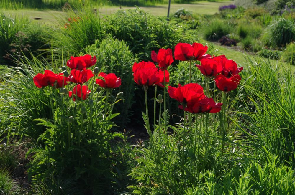 Plantenfiche-Papaver-orientale-Allegro-