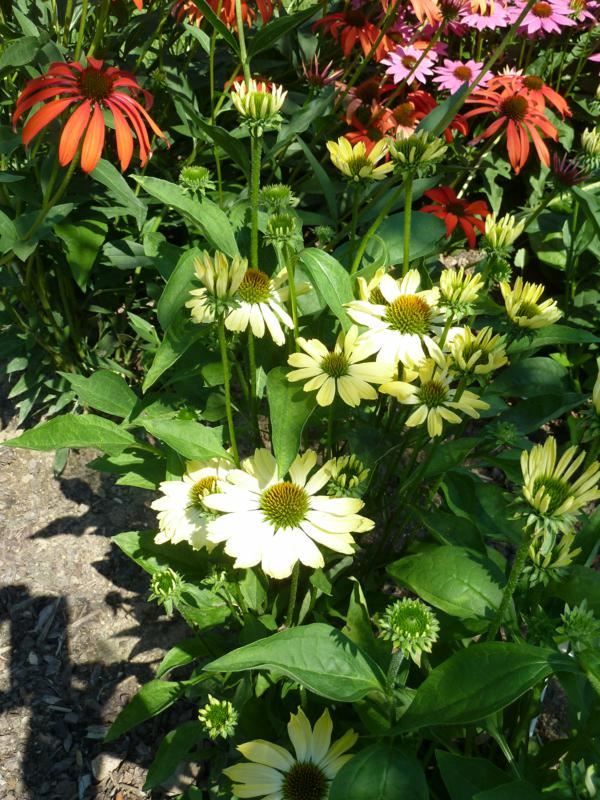 Plantenfiche-Echinacea-Sunrise-