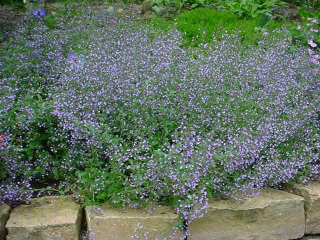 Plantenfiche-Calamintha-nepeta-Blue-Cloud-