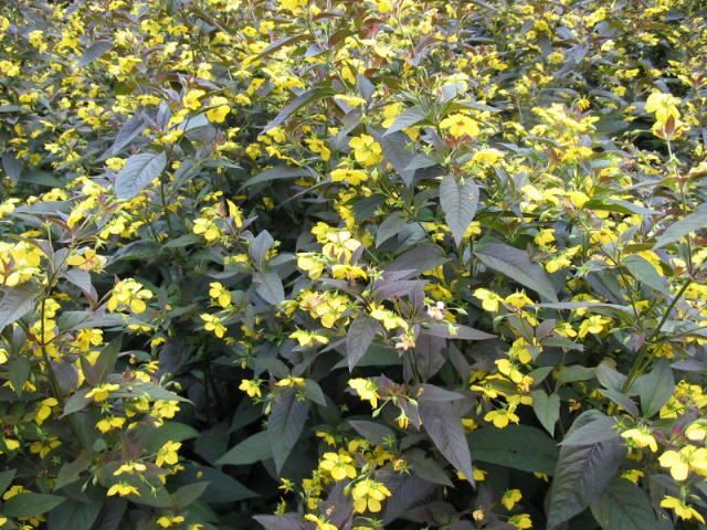 Plantenfiche-Lysimachia-ciliata-Firecracker-