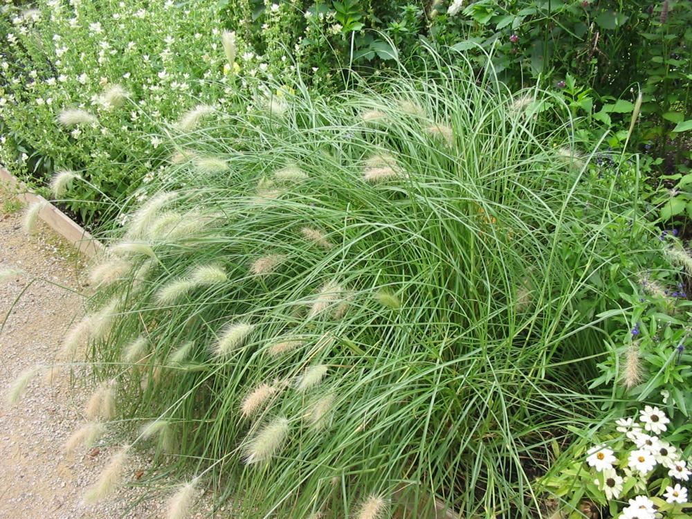 Plantenfiche-Pennisetum-villosum