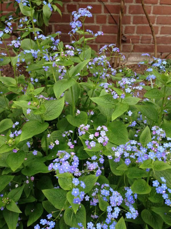 Plantenfiche-Brunnera-macrophylla