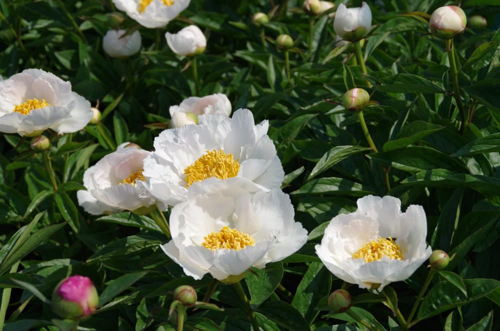 Plantenfiche-Paeonia-Krinkled-White-
