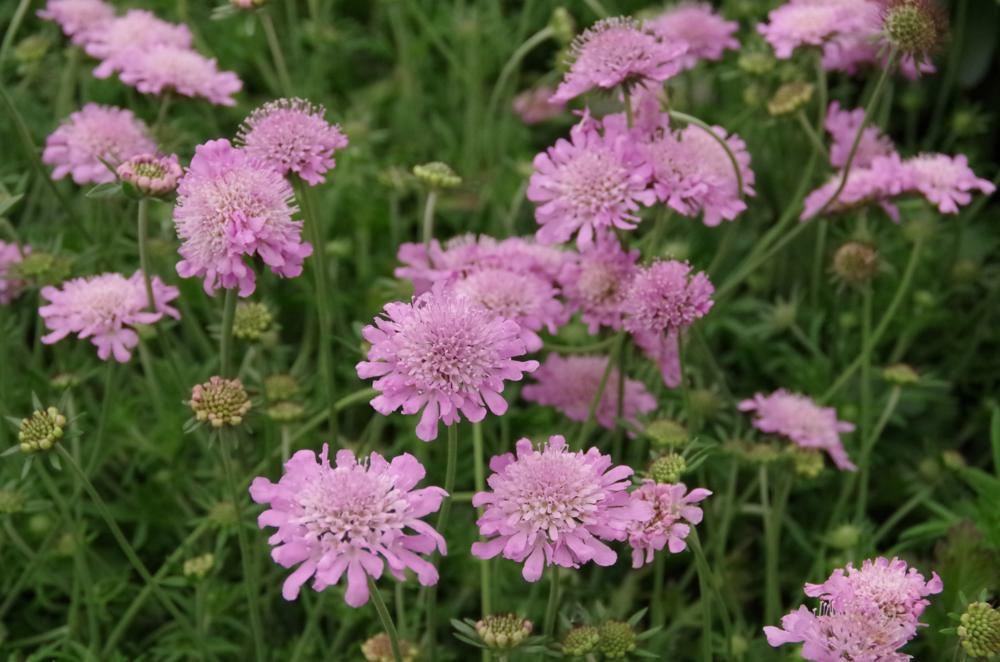 Plantenfiche-Scabiosa-columbaria-Pink-Mist-