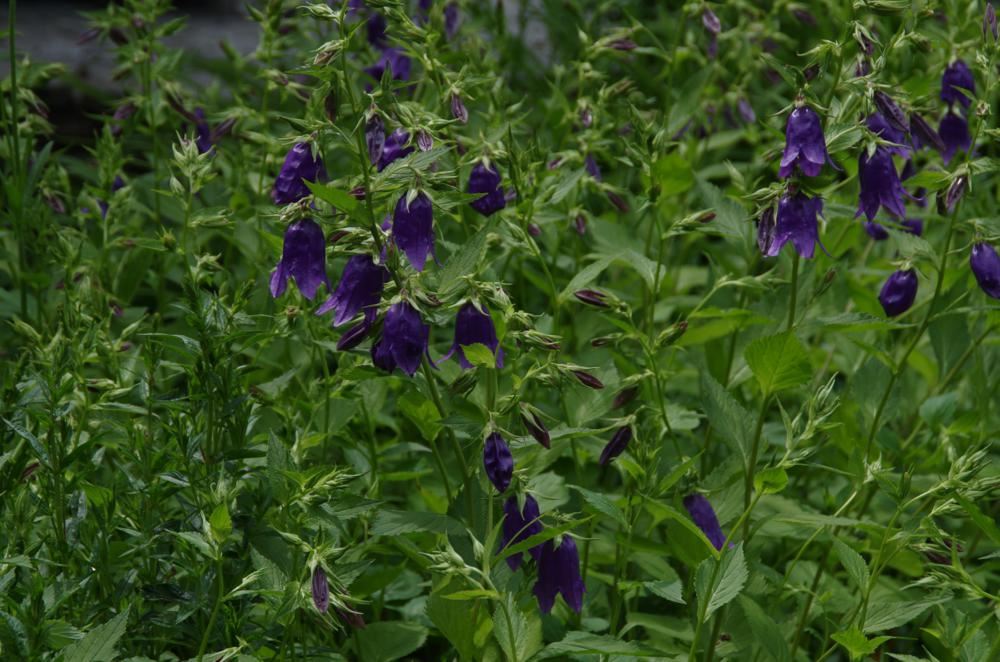 Plantenfiche-Campanula-Kent-Belle-