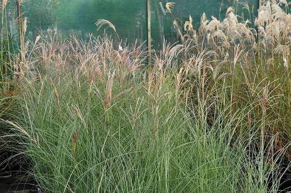 Miscanthus sinensis 'Gracillimus' - pot 2L