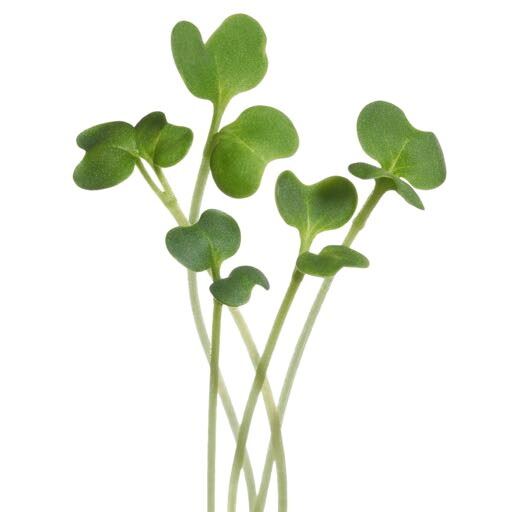 Buzzy-Microgreens-Boerenkool