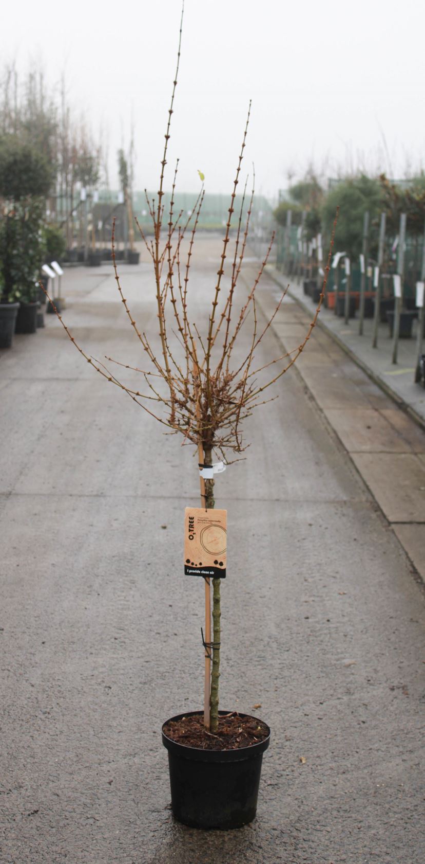 Forsythia x intermedia 'Courtalyn' (Week-End) - pot 10L - grafted at a stem height of 90 cm