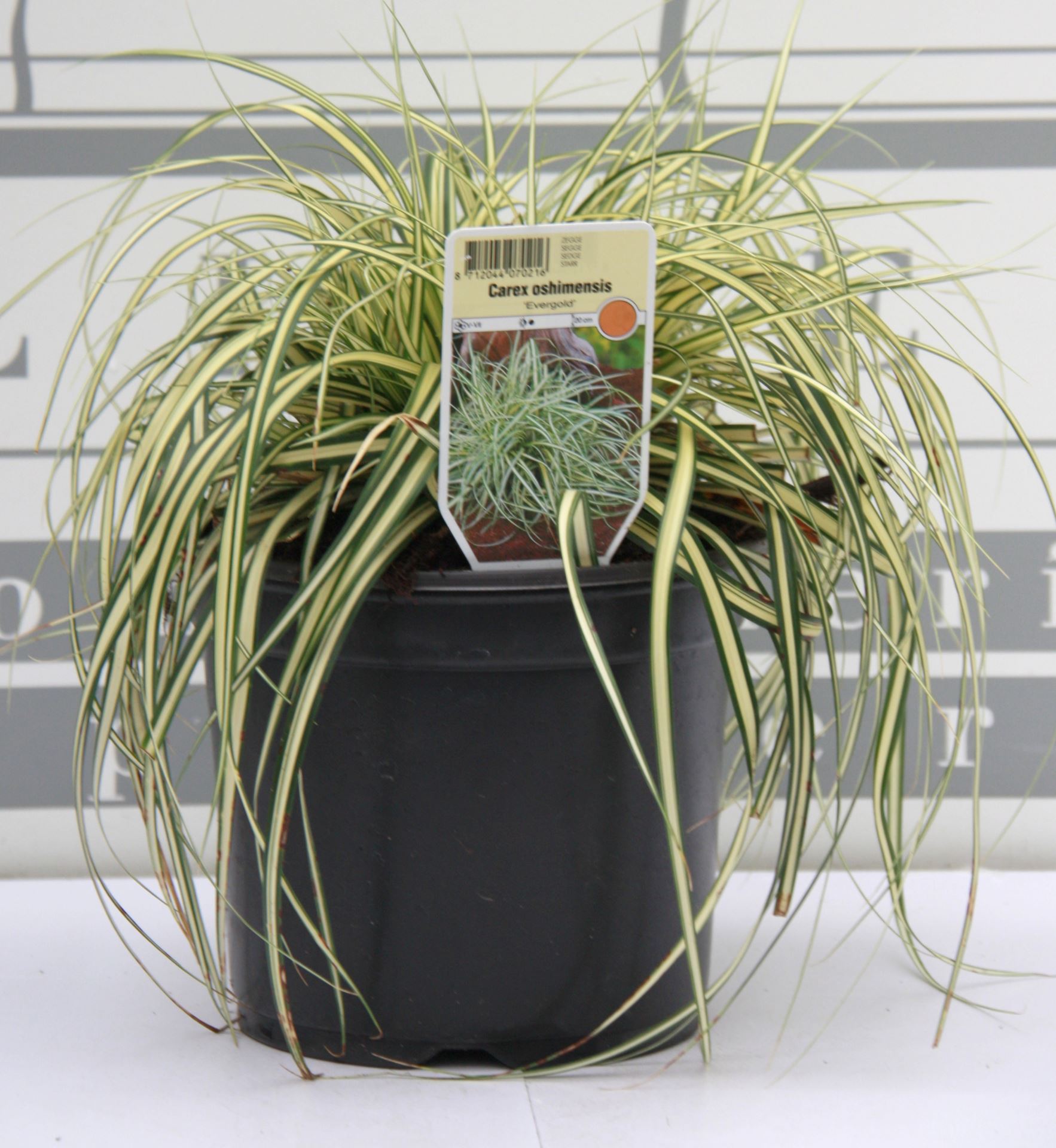 Carex oshimensis 'Evergold' - pot 3L