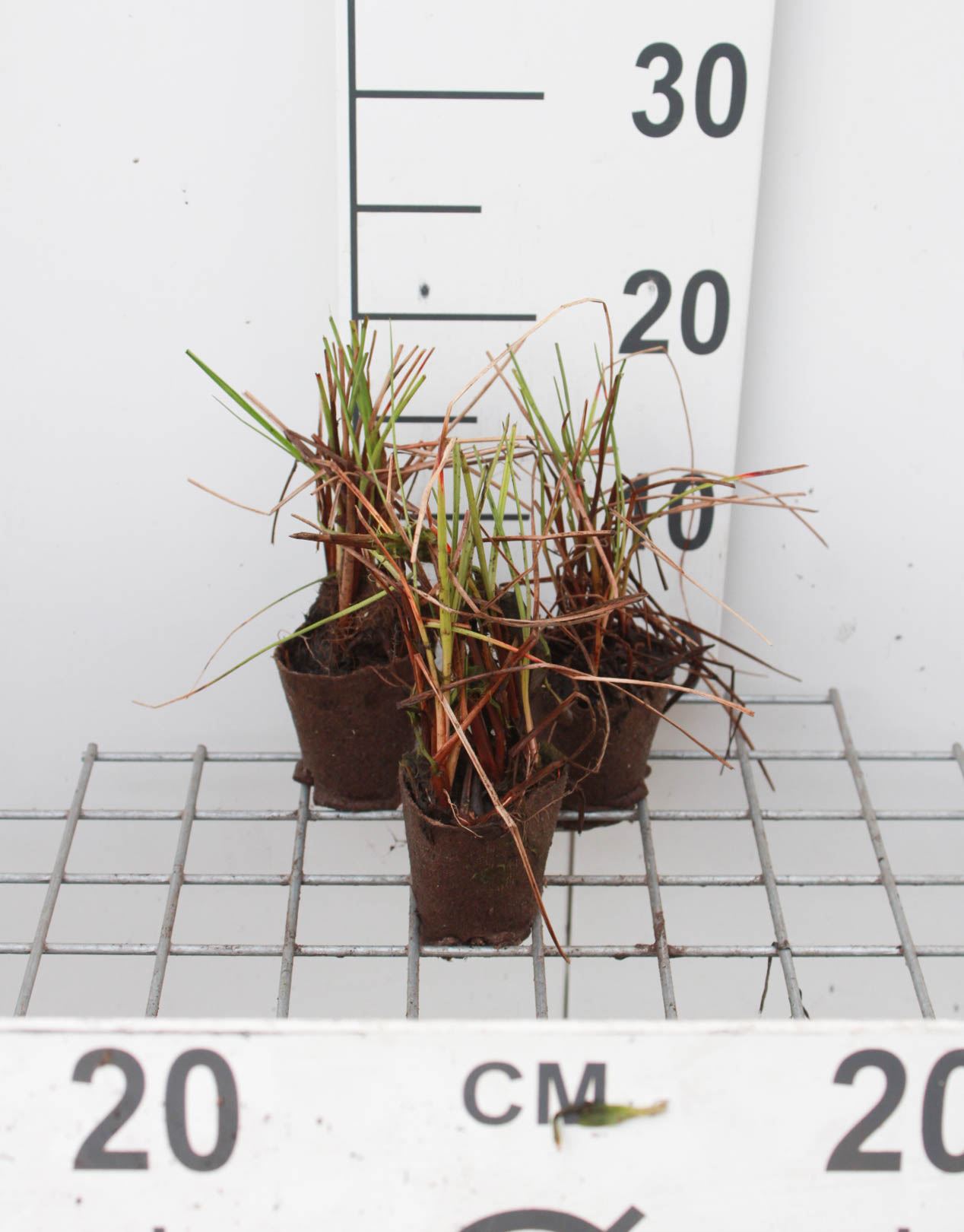 Eriophorum angustifolium - Biopot ø7 cm