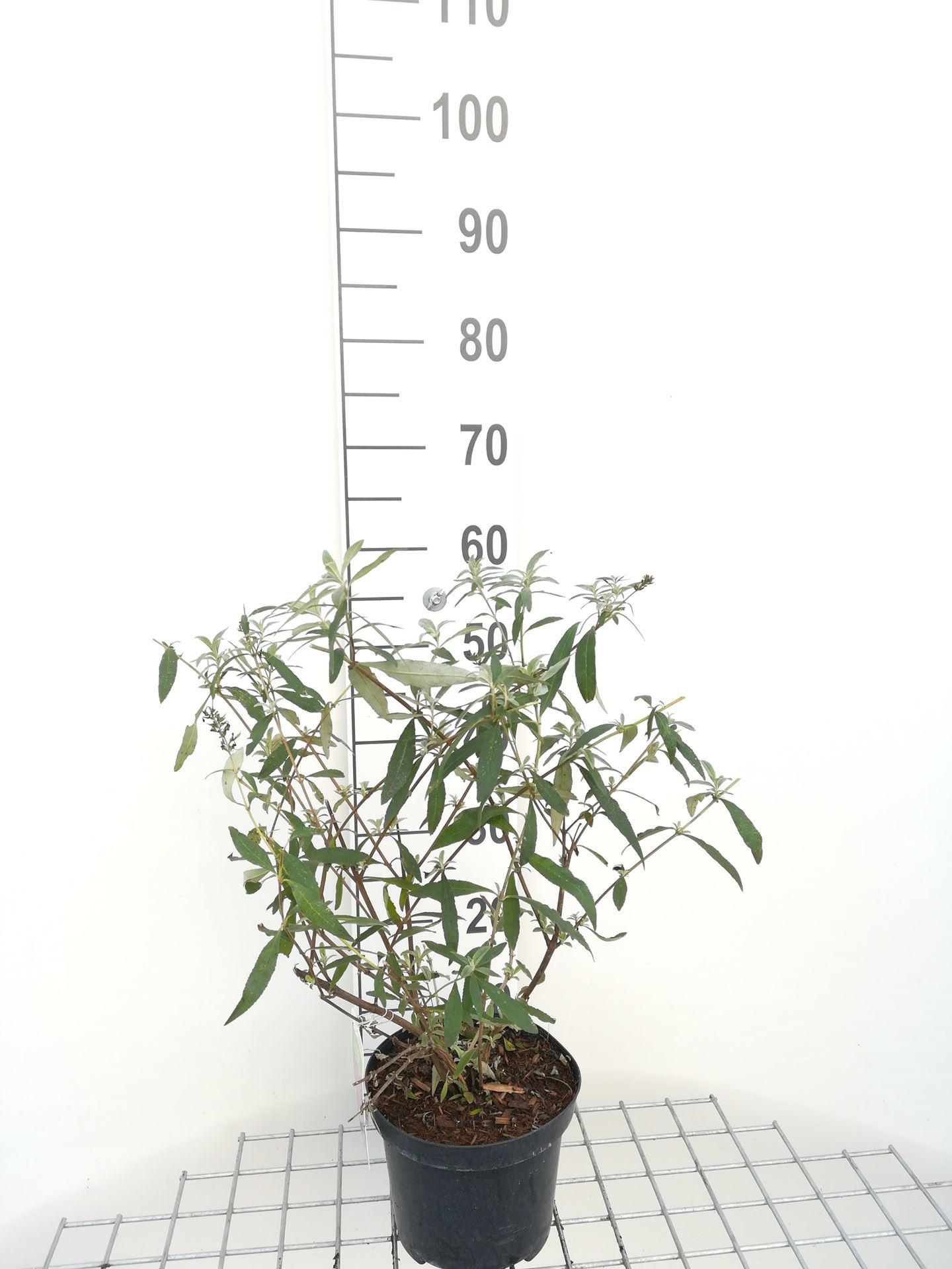 Buddleja davidii 'Royal Red' - pot - 40-60 cm