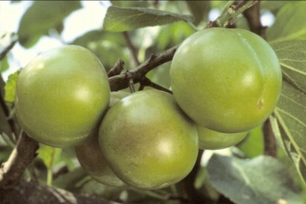 Prunus domestica 'Reine Claude Verte' (Stor Grön Reine Claude) - pot - Touffu