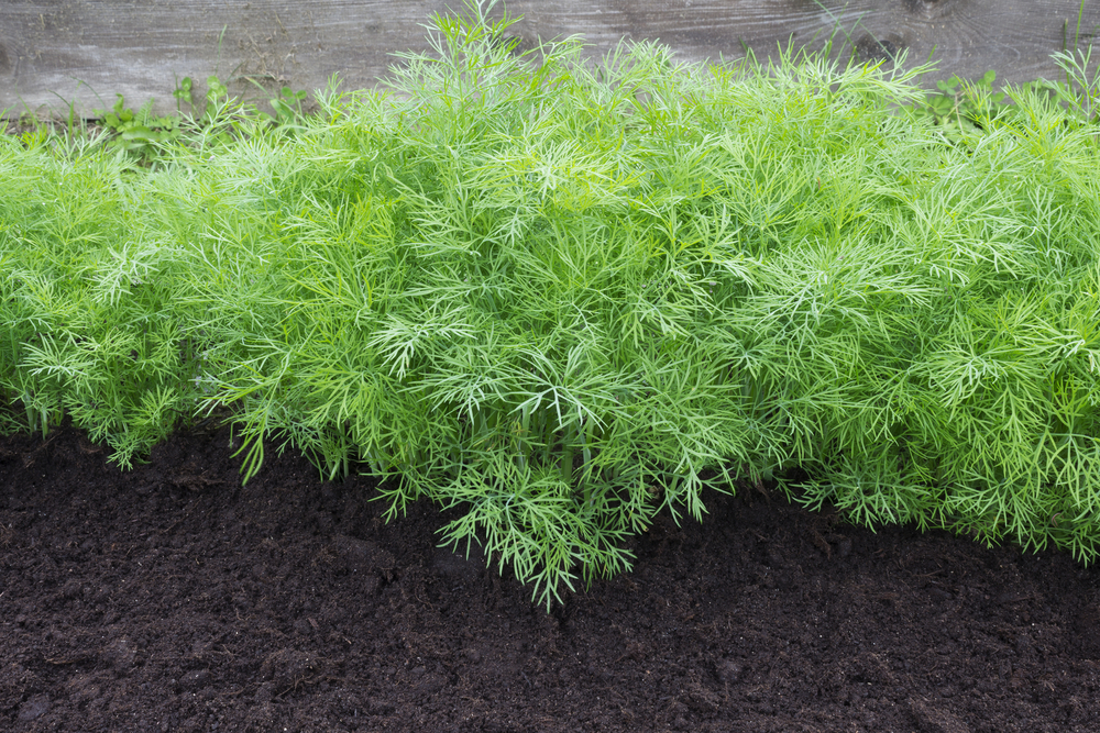 Plantenfiche-Anethum-graveolens-Dille-