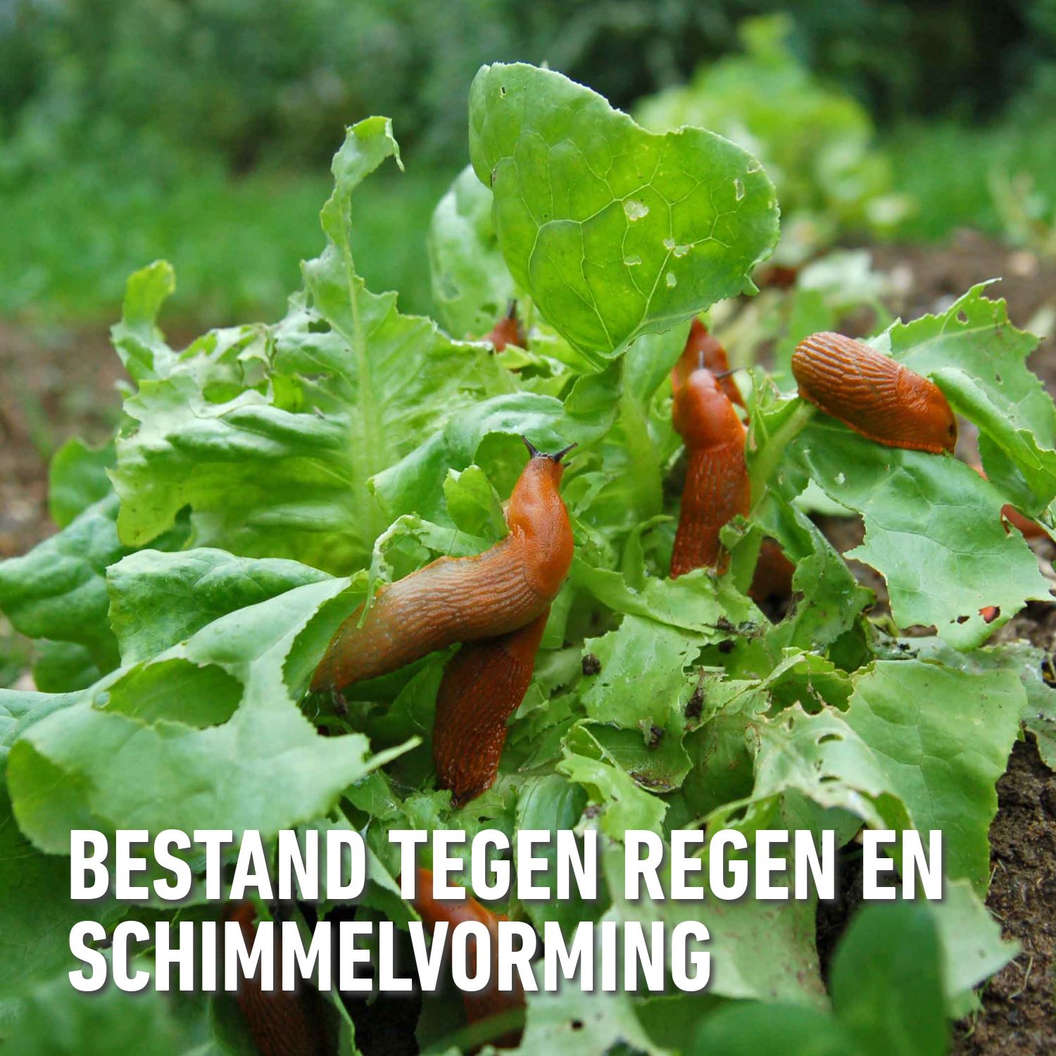 Compo-bio-anti-slak-400gr