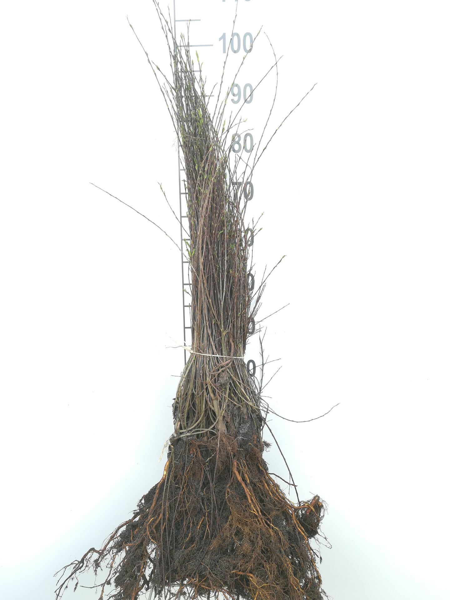 Salix purpurea 'Nana' - bare root - 40-60 cm