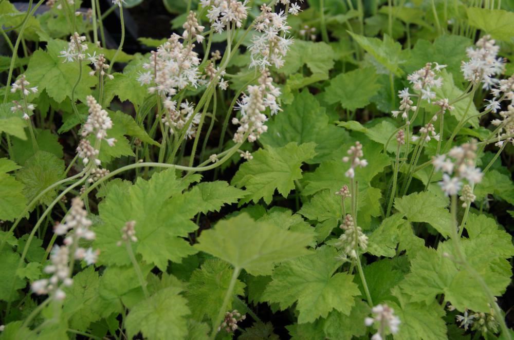 Plantenfiche-Tiarella-cordifolia