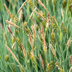 Phragmites australis - water basket ø18 cm