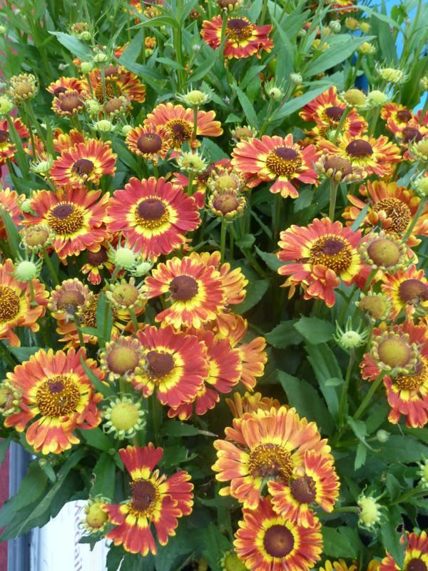 Plantenfiche-Helenium-Fuego-