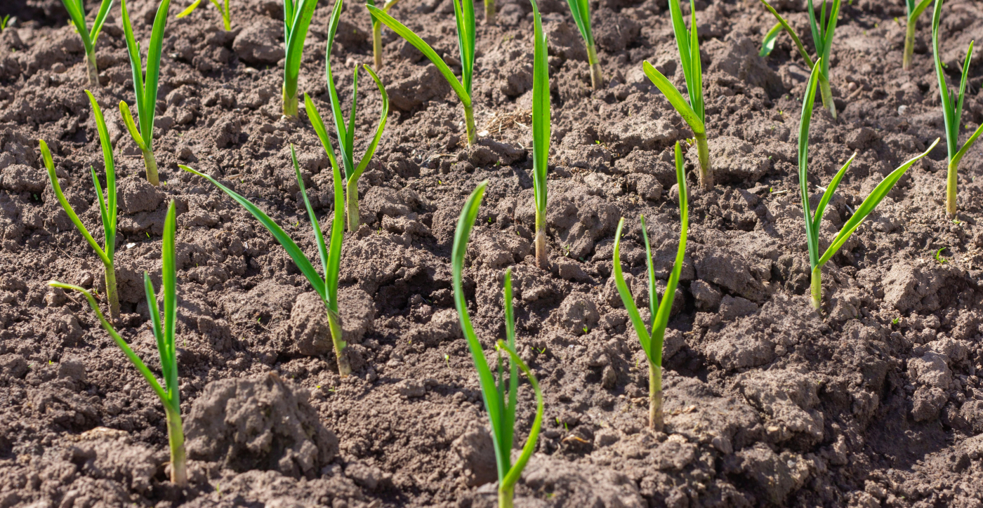 Planting winter garlic yourself