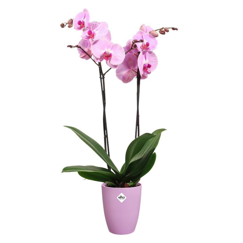 Bloempot-Brussels-orchidee-hoog-12-5cm-levendig-violet