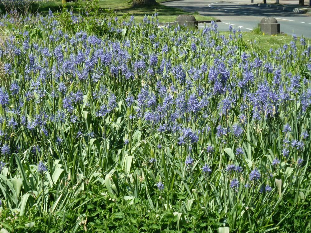 Plantenfiche-Camassia-leichtlinii-Caerulea-