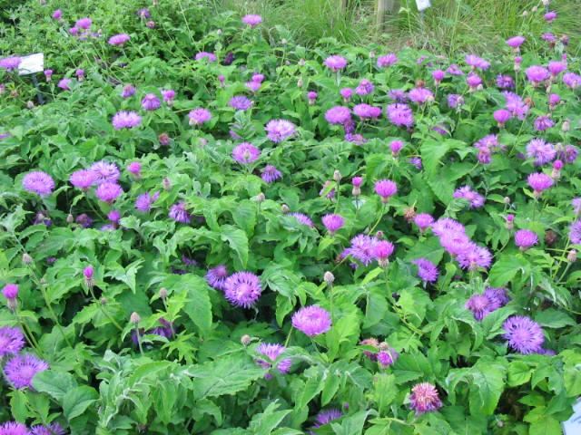 Plantenfiche-Centaurea-hypoleuca-John-Coutts-