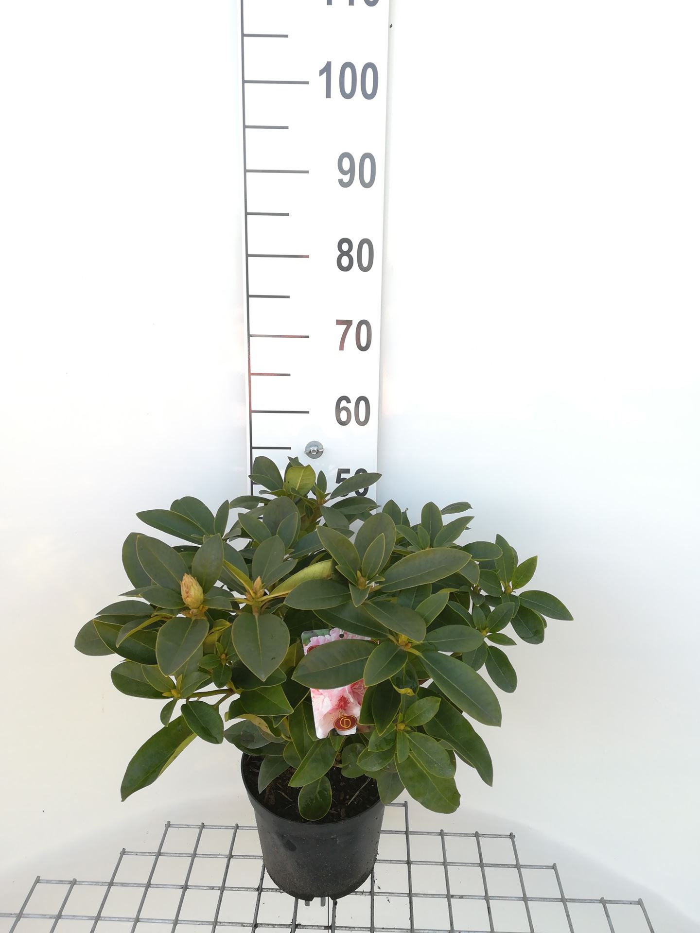 Rhododendron 'Albert Schweitzer' - pot - 40-50 cm