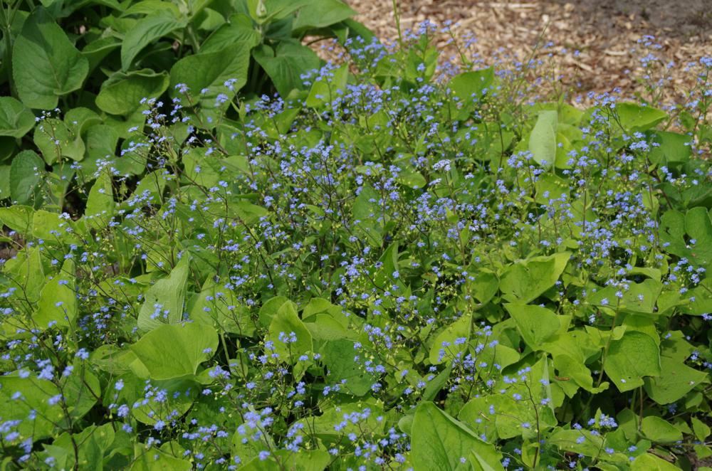 Plantenfiche-Brunnera-macrophylla