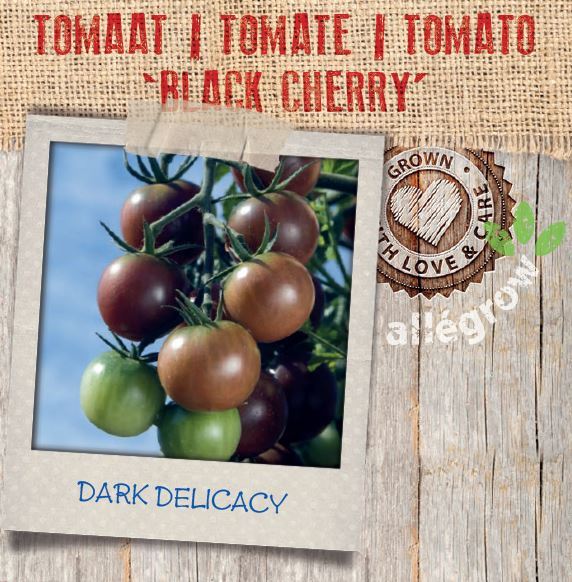 Tomaat black cherry, bruin/zwarte kerstomaat - persblok 10x10 cm - gezaaide plant