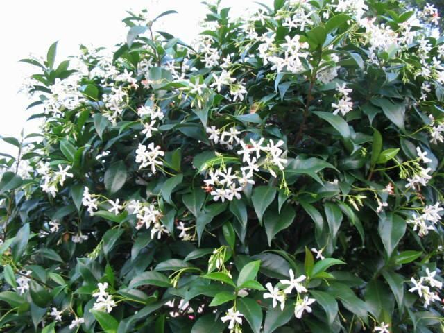 Plantenfiche-Trachelospermum-jasminoides