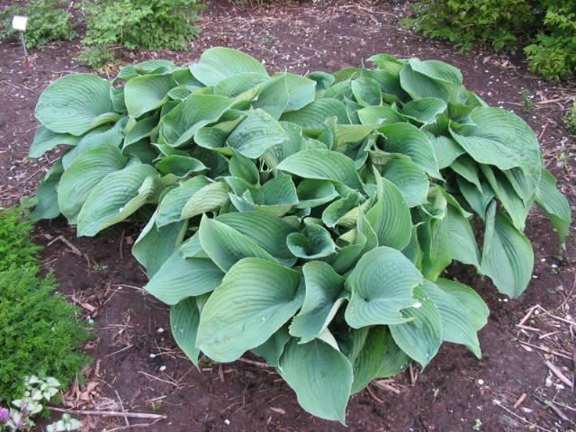 Plantenfiche-Hosta-Blue-Angel-