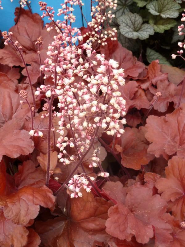Plantenfiche-Heuchera-Fire-Alarm-