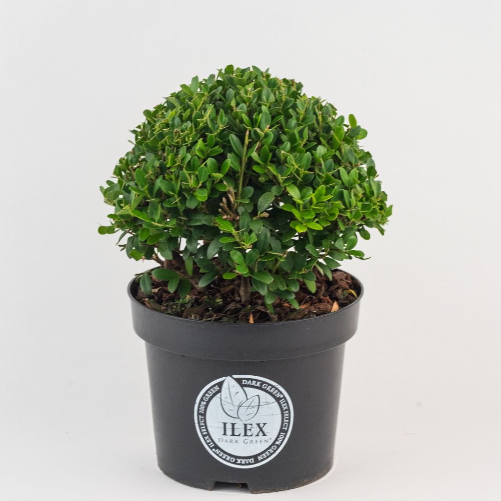 Ilex crenata 'Icoprins11' (Dark Green) - pot - forme sphérique - ø15-20 cm