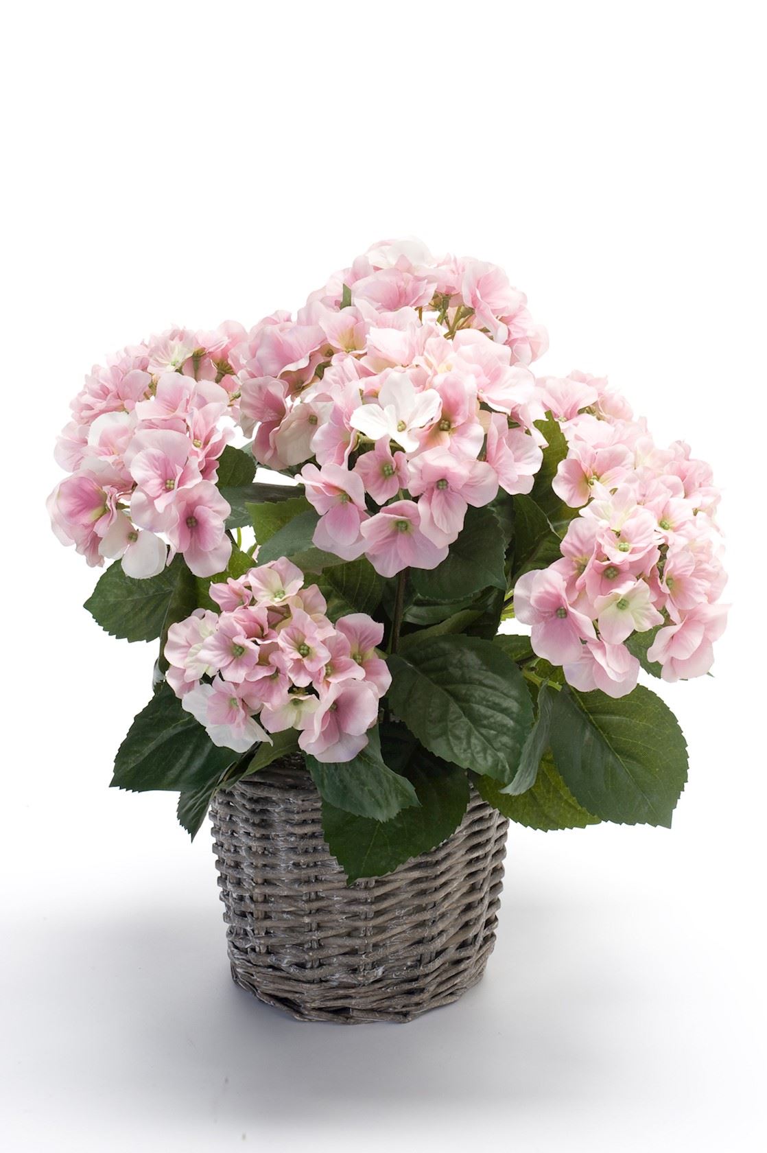 Hydrangea-bush-45cm-pink-in-basket-d20cm