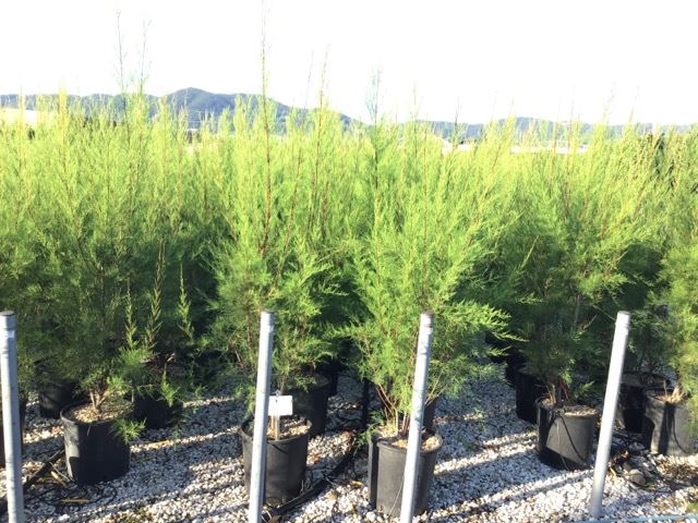 Tamarix tetrandra - pot 18L - 125-150 cm