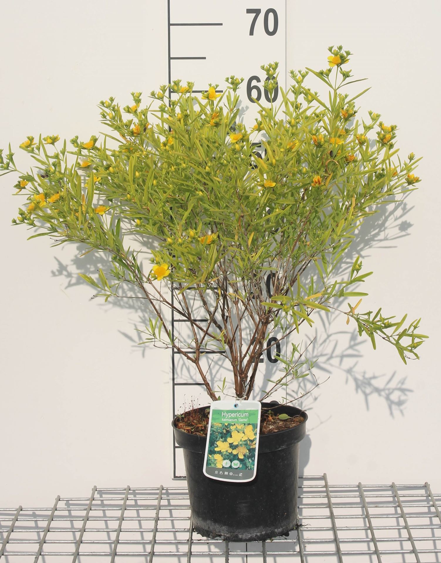Hypericum kalmianum 'Gemo' - pot - 30-40 cm