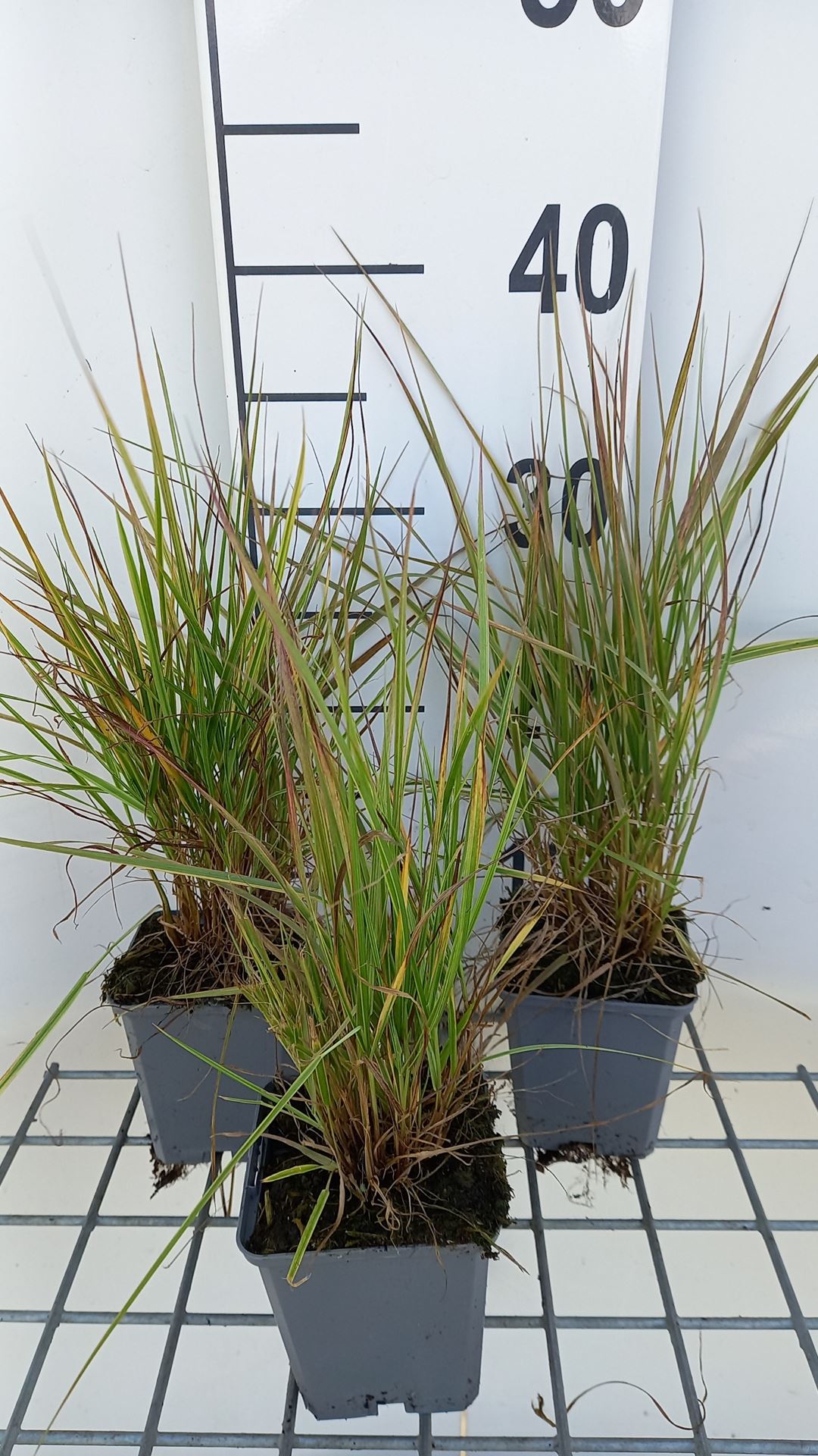 Alopecurus pratensis 'Aureovariegatus' - pot 9x9 cm