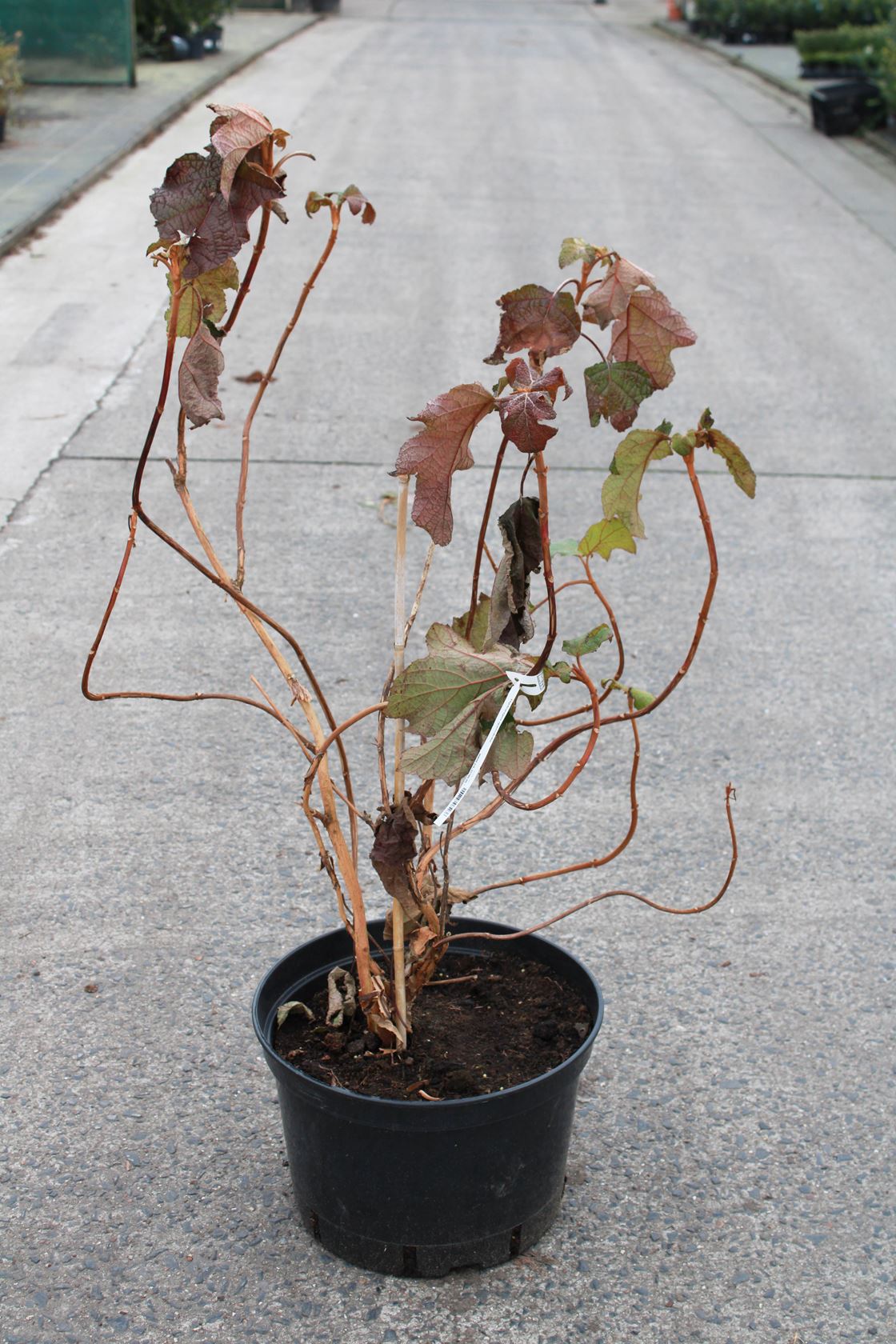 Hydrangea quercifolia - pot 20L - 80-100 cm