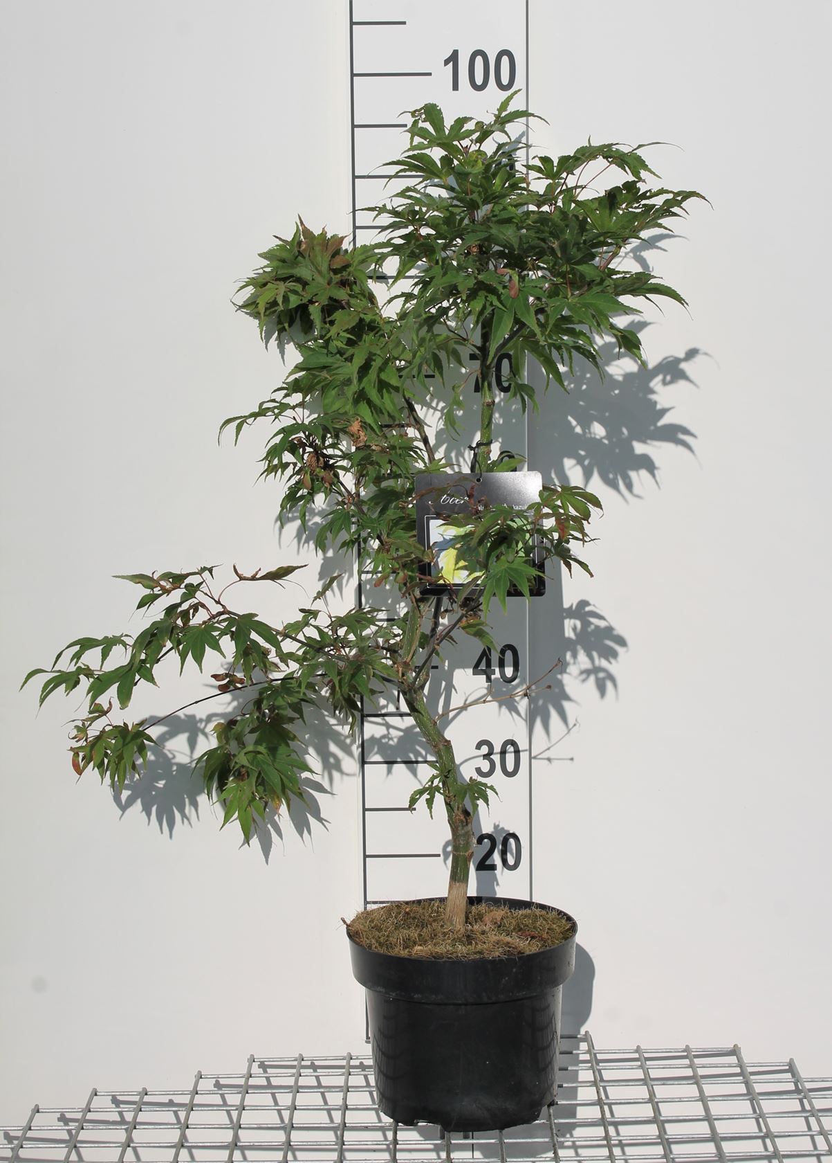 Acer palmatum 'Ohsakazuki' - pot - 50-60 cm