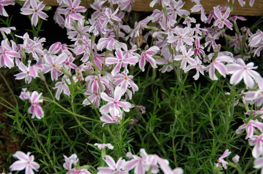 Plantenfiche-Phlox-Tamaongalei-